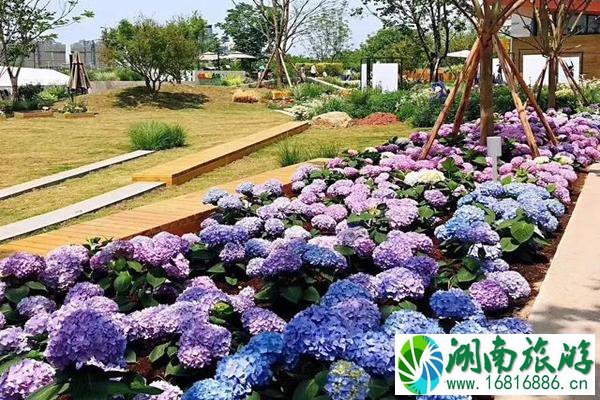 成都看绣球花的地方推荐