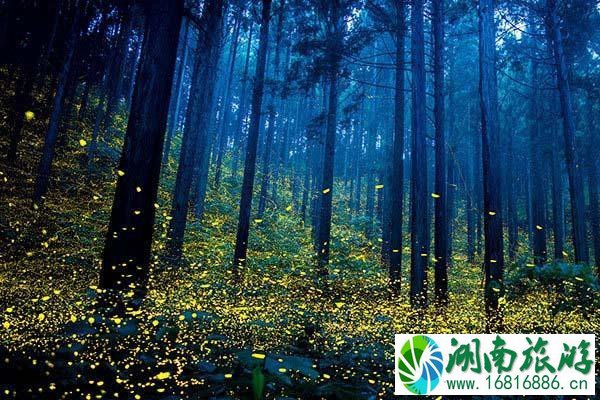 2021成都天台山风景区旅游攻略 天台山赏萤 2021成都天台山风景区旅游攻略 天台山赏萤