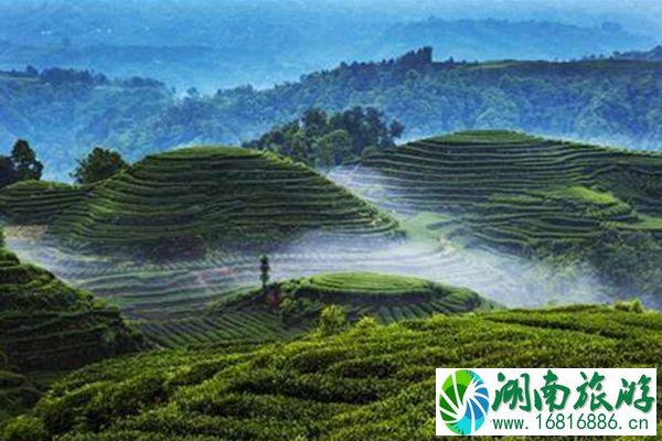 2021疫情期间去雅安蒙顶山需要核酸证明吗 2021疫情期间去雅安蒙顶山需要核酸证明吗