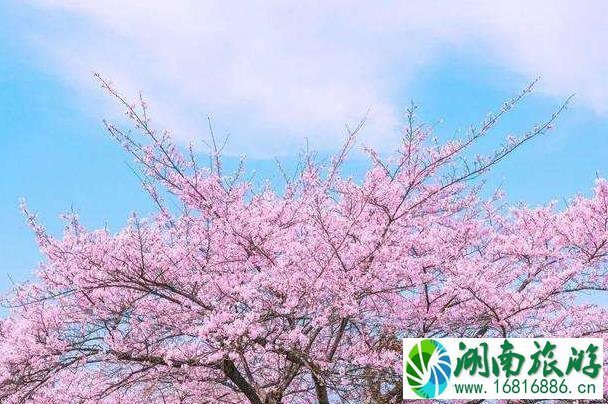 眉山樱花博览园2022开放时间