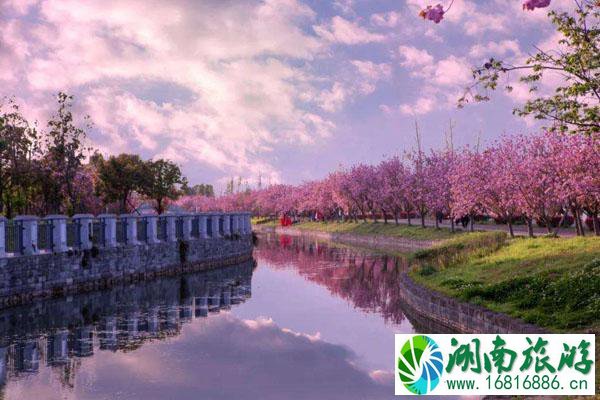 成都看樱花2022 最佳赏樱花地点推荐