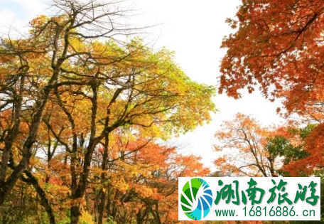 峨眉山最佳旅游路线是什么 峨眉山门票是多少 峨眉山最佳旅游路线是什么 峨眉山门票是多少