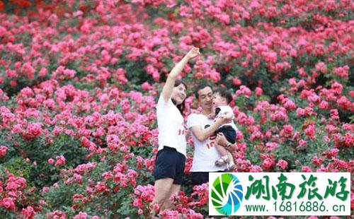 2022成都漫花庄园母亲节门票价格 2022成都漫花庄园母亲节门票价格