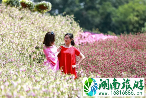 2022成都漫花庄园母亲节门票价格 2022成都漫花庄园母亲节门票价格