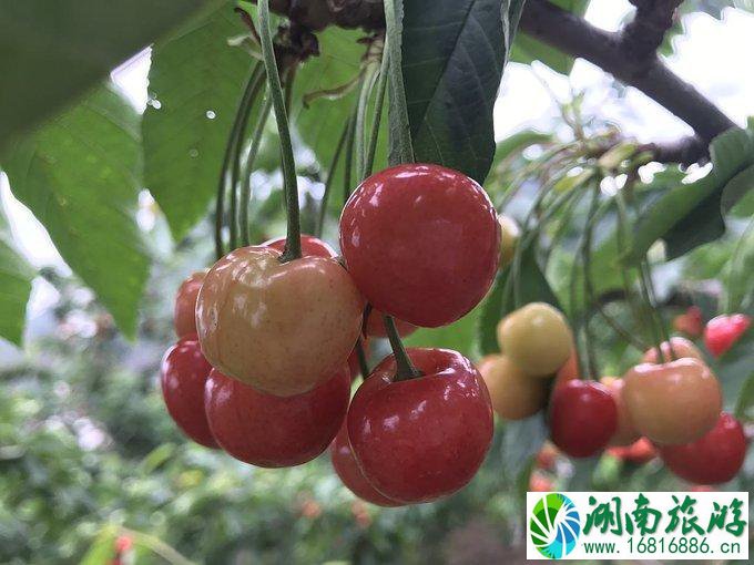 雅安有什么好玩的 雅安三日游 雅安有什么好玩的 雅安三日游