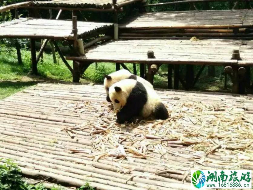 成都为什么叫蓉城 成都有什么好玩的 成都有哪些必去的景点 成都为什么叫蓉城 成都有什么好玩的 成都有哪些必去的景点