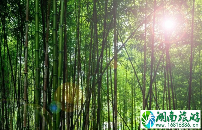 成都竹海在哪里-景点推荐 成都竹海在哪里-景点推荐