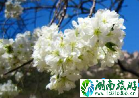 2022青岛四月梨花(盛花时间+位置+交通) 2022青岛四月梨花(盛花时间+位置+交通)