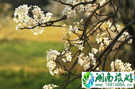 2022青岛四月梨花(盛花时间+位置+交通) 2022青岛四月梨花(盛花时间+位置+交通)