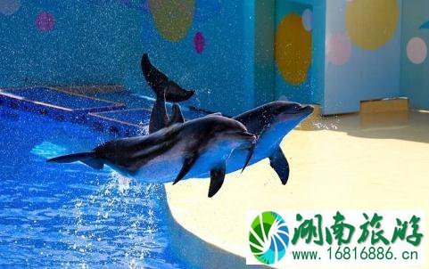 2022烟台海昌鲸鲨海洋公园门票价格+年卡价格+优惠信息 2022烟台海昌鲸鲨海洋公园门票价格+年卡价格+优惠信息