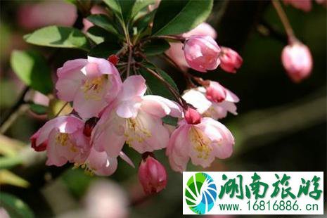 青岛海棠花什么时候开 附赏花攻略
