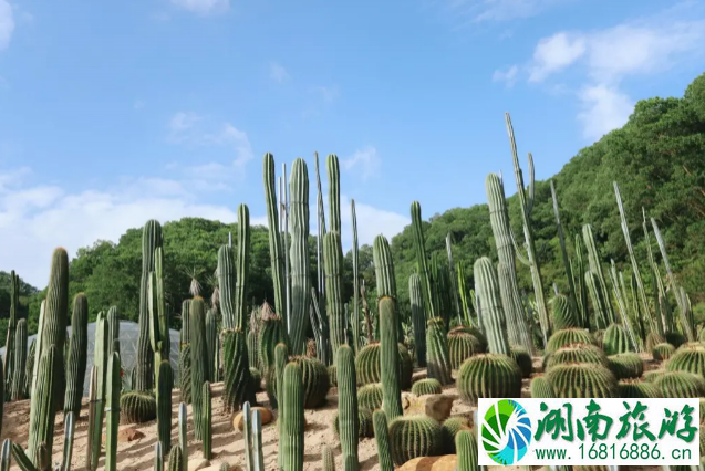 五一深圳仙湖植物园要预约吗-停车预约指南 五一深圳仙湖植物园要预约吗-停车预约指南