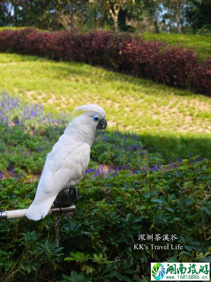 深圳有哪些旅游景点 深圳两日游攻略 深圳有哪些旅游景点 深圳两日游攻略