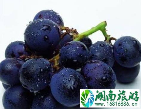 郑州哪里可以摘葡萄 郑州摘葡萄的地方 郑州哪里可以摘葡萄 郑州摘葡萄的地方