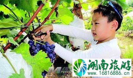 郑州哪里可以摘葡萄 郑州摘葡萄的地方 郑州哪里可以摘葡萄 郑州摘葡萄的地方