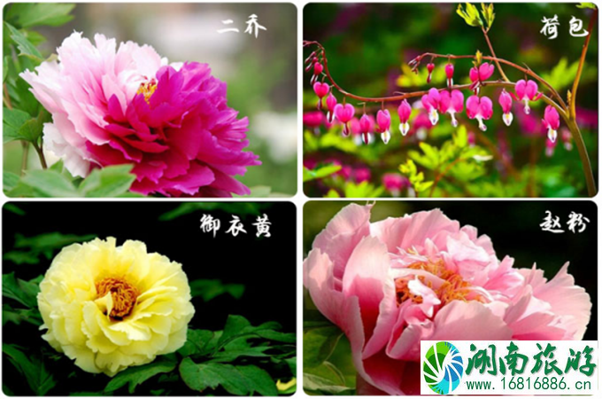 洛阳一日游攻略 洛阳牡丹花期时间 洛阳一日游攻略 洛阳牡丹花期时间