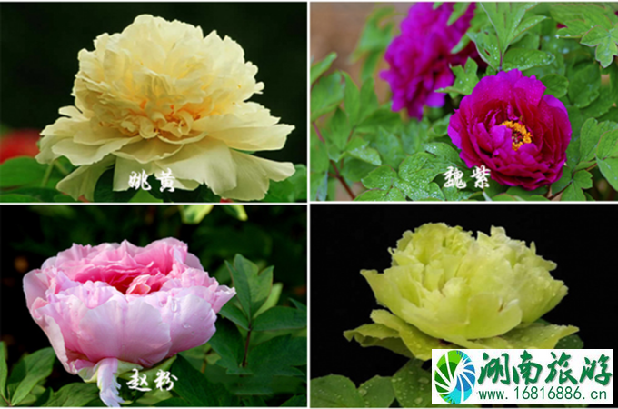 洛阳一日游攻略 洛阳牡丹花期时间 洛阳一日游攻略 洛阳牡丹花期时间