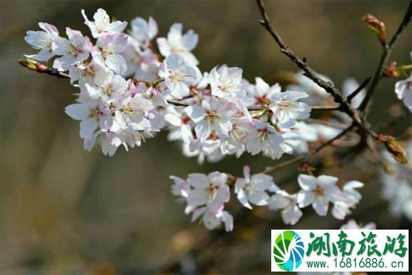 河南赏梅花的地方 河南赏梅好去处