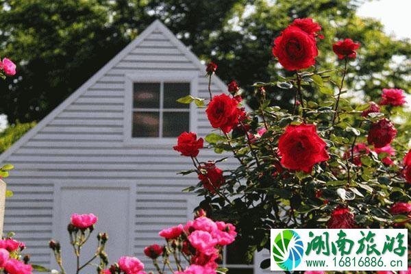 上海打造118条花道 上海全市各区域花道汇总 上海打造118条花道 上海全市各区域花道汇总