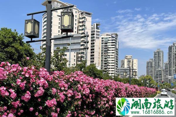 上海打造118条花道 上海全市各区域花道汇总 上海打造118条花道 上海全市各区域花道汇总