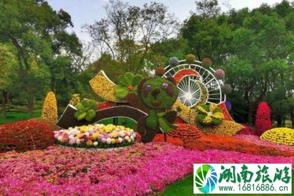 2021上海菊花展名菊归家活动预约指南及领取时间