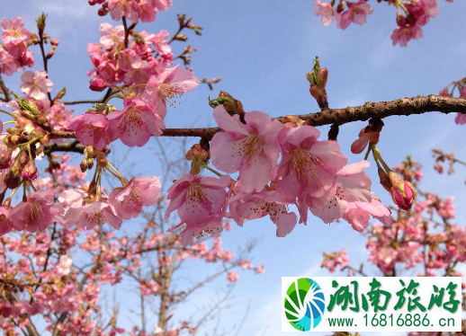 上海顾村公园樱花什么时候开 顾村公园樱花最佳观赏地点推荐 上海顾村公园樱花什么时候开 顾村公园樱花最佳观赏地点推荐