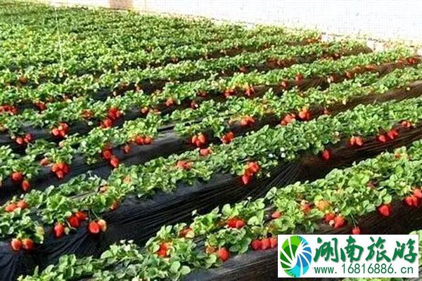 上海摘草莓地方最新2022 上海宝山去哪摘草莓