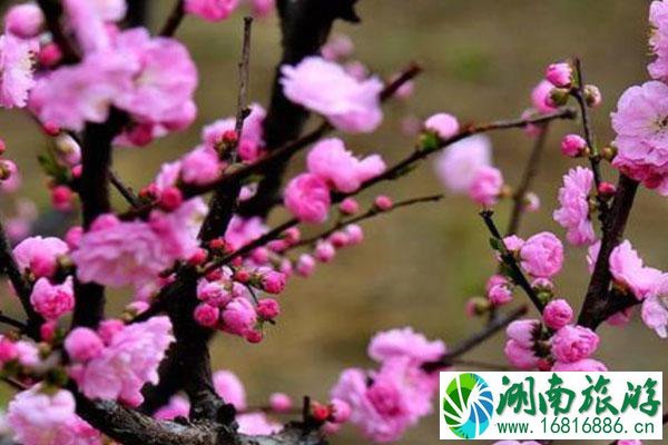 2021上海东方美谷梅花节举办时间地点