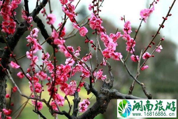 2021上海东方美谷梅花节举办时间地点