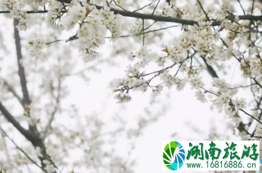 2022上海松江梨花节门票价格+时间+地点 2022上海松江梨花节门票价格+时间+地点