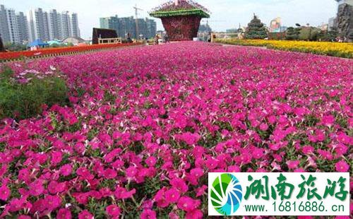 2022年5月上海花展有哪些 2022年5月上海花展有哪些