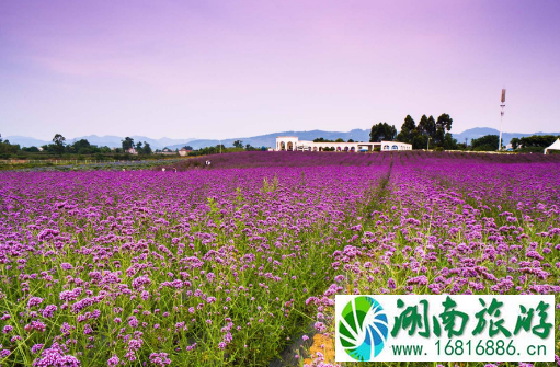 2022年5月上海花展有哪些 2022年5月上海花展有哪些