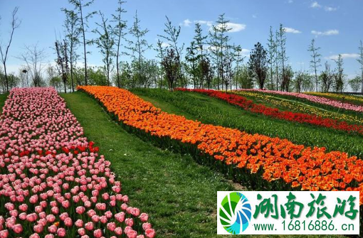 2022年5月上海花展有哪些 2022年5月上海花展有哪些