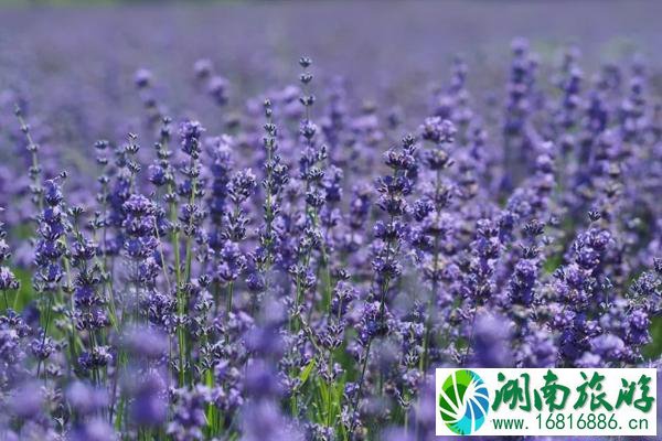 辰山草地广播音乐节2020时间地址 5月上海活动汇总