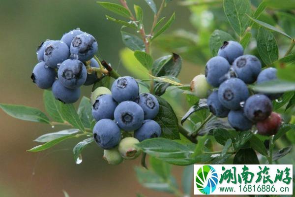 上海蓝莓采摘基地推荐及最佳采摘时间 上海蓝莓采摘基地推荐及最佳采摘时间