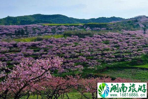 2021上海各大公园春季赏花花展活动安排汇总