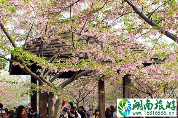 上海樱花节2021最佳观赏时间 上海樱花节什么时候