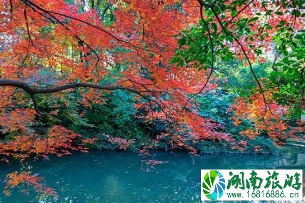 2020上海秋霞圃红叶什么时候看最好