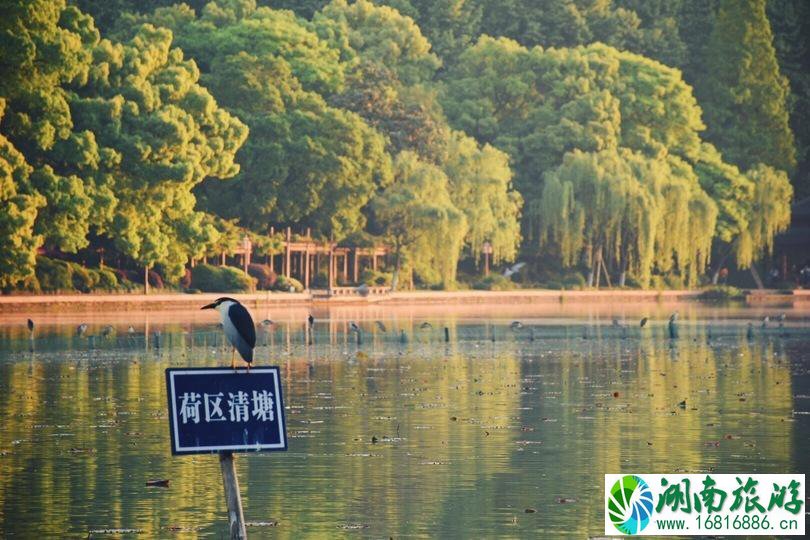 上海和杭州哪个好玩 上海和杭州哪个好玩