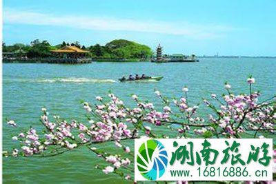 上海周边赏樱花的地方有哪些