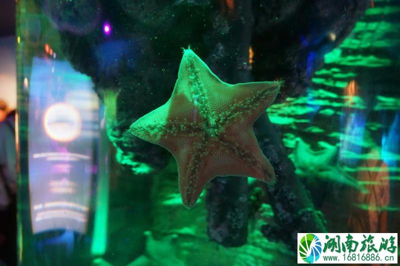 上海海洋馆有几个 上海海洋馆有什么好玩的 上海海洋馆有几个 上海海洋馆有什么好玩的