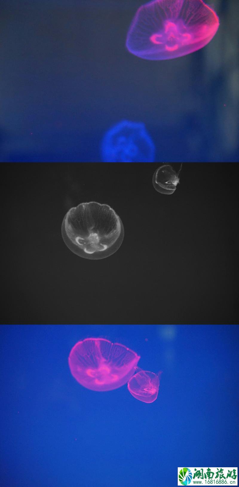 上海海洋馆有几个 上海海洋馆有什么好玩的 上海海洋馆有几个 上海海洋馆有什么好玩的