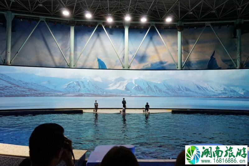 上海海洋馆有几个 上海海洋馆有什么好玩的 上海海洋馆有几个 上海海洋馆有什么好玩的